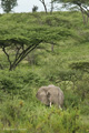 African Elephant, Serengeti, Tanzania