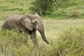 African Elephant, Serengeti, Tanzania