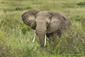 African Elephant, Serengeti, Tanzania