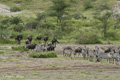 Wildebeest Great Migration, Serengeti, Tanzania