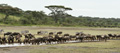 Wildebeest Great Migration, Serengeti, Tanzania