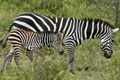 Zebra with Colt, Serengeti, Tanzania