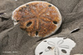 Sand Dollars on Isla Magdalena