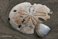 Sand Dollars on Isla Magdalena