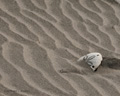 Sand Dollars on Isla Magdalena