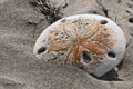 Sand Dollars on Isla Magdalena