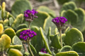 Red Sand Verbena