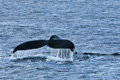 Humpback Whale Fluke