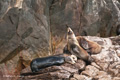 California Sea Lions