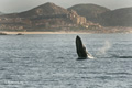 Humpback Whale Breaching