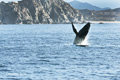 Humpback Whale Breaching