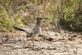 Roadrunner