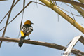 Hooded Oriole