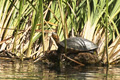 Pond Slider Turtle