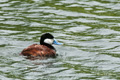 Ruddy Duck