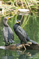 Double-Crested Cormorant