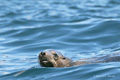 California Sea Lions