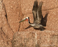 Brown Pelican