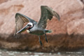 Brown Pelican