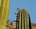 Nutting's Flycatcher on Cardón Cactus