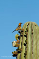 Hooded Oriole on Cardón Cactus