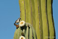 Black-throated Sparrow on Cardón Cactus