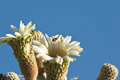 Cardón Cactus Blossoms