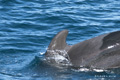 Short-Finned Pilot Whales