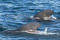 Short-Finned Pilot Whales