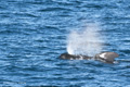 Short-Finned Pilot Whale