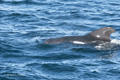 Short-Finned Pilot Whale