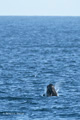 Short-Finned Pilot Whale