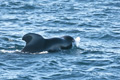 Short-Finned Pilot Whale