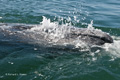 Gray Whale