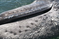 Gray Whale