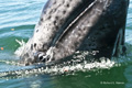 Gray Whale