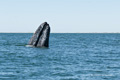 Gray Whale