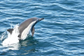 Long-Beaked Common Dolphin