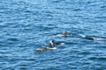 Long-Beaked Common Dolphin