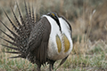 Greater Sage-Grouse