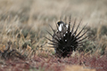 Greater Sage-Grouse