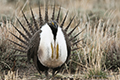 Greater Sage-Grouse