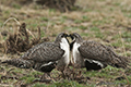 Greater Sage-Grouse