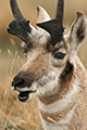 Pronghorn