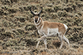 Pronghorn