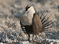 Greater Sage-Grouse