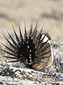 Greater Sage-Grouse