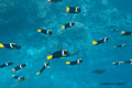 Snorkeling at Champion Islet (Isla Española)