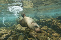 Galápagos Sea Lion (Champion Islet, Isla Española)