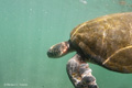 Green Sea Turtle (Punta Vincente Roca, Isla Isabela)